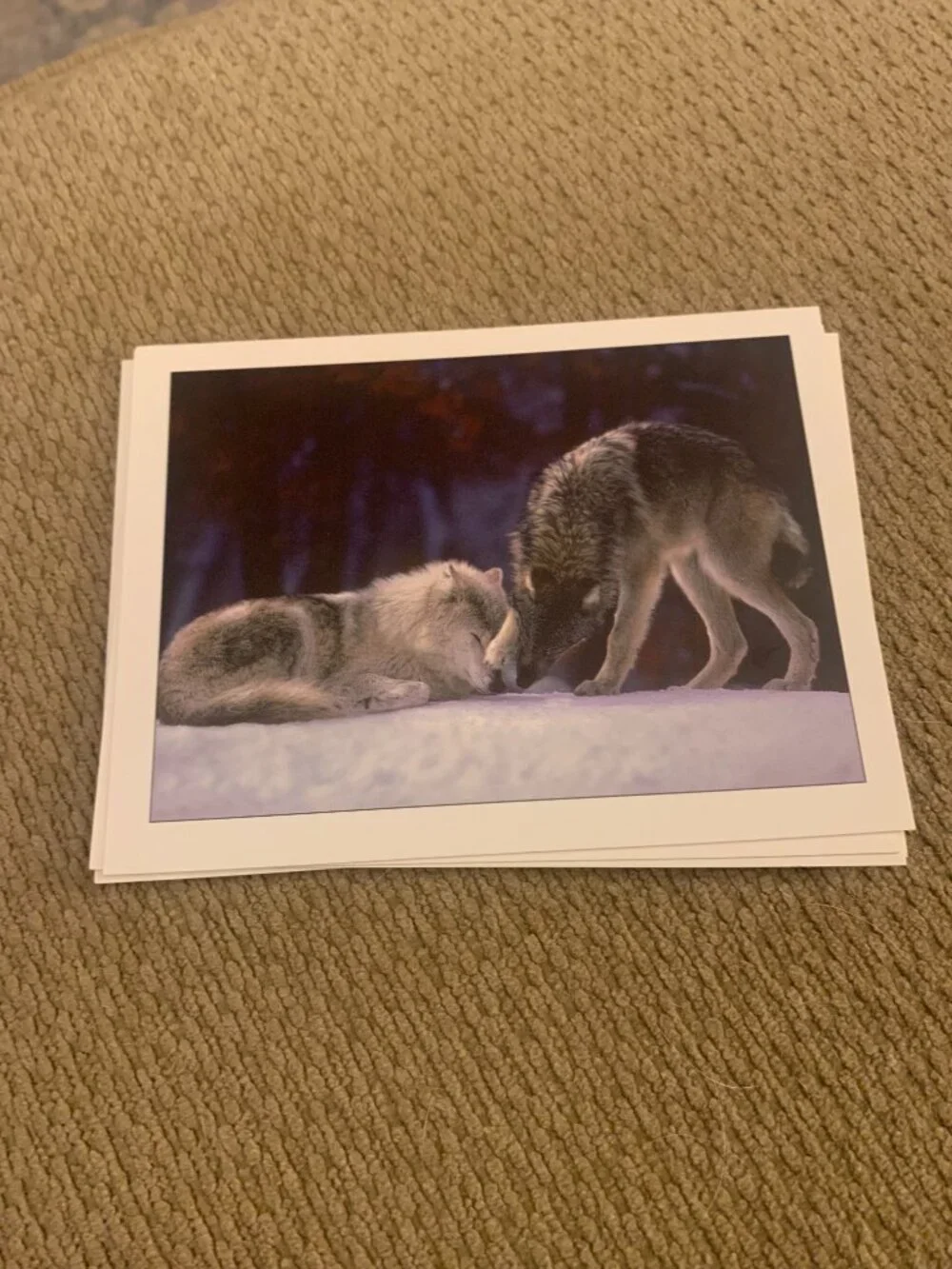 Lot of 5 Defenders of Wildlife Wolf Blank Greeting Cards Jim Brandenburg